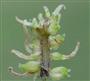  Female flowers